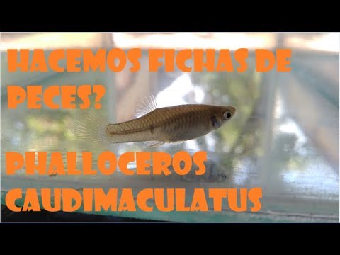 Ficha técnica: Phalloceros caudimaculatus (madrecita de un punto).