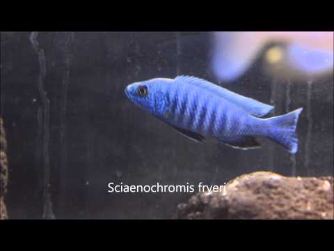 Sciaenochromis fryeri