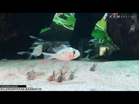 Scleromystax barbatus / Corydora Barbatus Gigante / kaminature