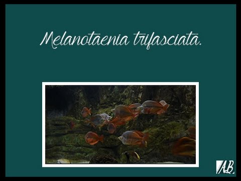 Melanotaenia trifasciata. Banded Raimbowfish.