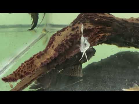 Hypostomus plecostomus/ pleco común / pez diablo / especie invasora