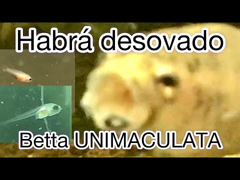 como se reproducen los bettas UNIMACULATA! Bettaclubargentina 2021