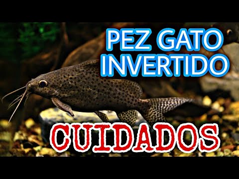 Cuidados del pez Gato invertido (Synodontis schoutedeni)