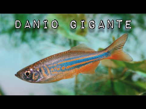 Danio Gigante - Giant Danio (Devario Aequipinnatus)
