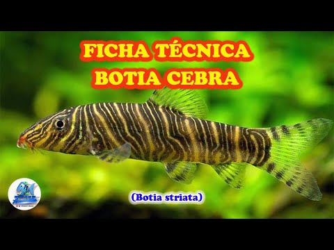Ficha Técnica Botia Cebra (Botia striata)