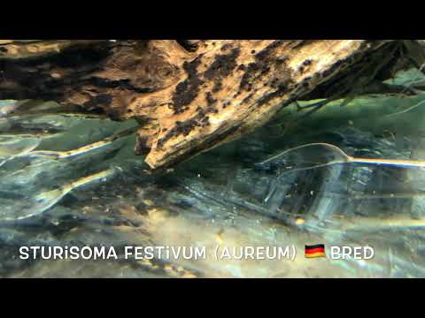 Sturisoma festivum (aureum) 🇩🇪 bred