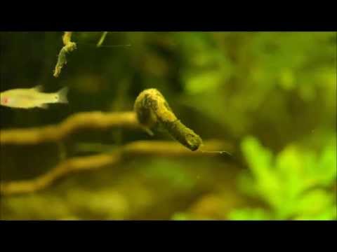 Danio erythromicron in Biotope Aquarium