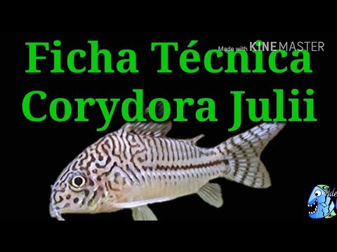 Ficha Técnica Corydora Julii