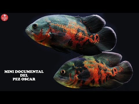 Documental del PEZ OSCAR| Reproducción, Alimentación y Habitad | Astronotus ocellatus | AcuariosLP