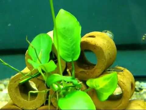 Corydoras pygmaeus.aqualoto com