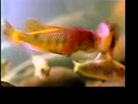 Astatotilapia burtoni fight