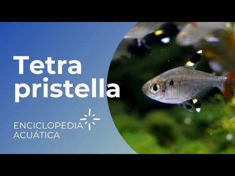 Tetra Pristella-Pristella Maxillaris