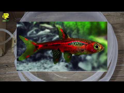 Rasbora Brigittae: PECES IDEALES para ACUARIOS PEQUEÑOS || AquaTips