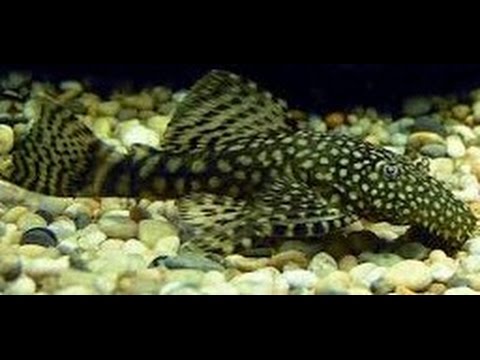 FishRoom Species: Ancistrus Cirrhosus !