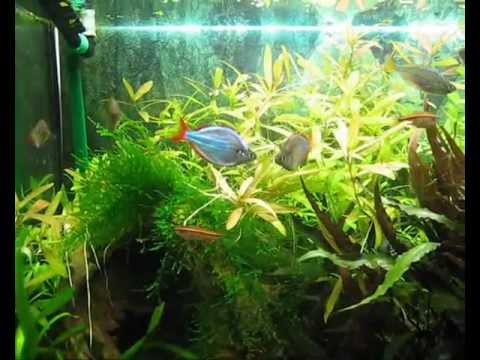 Melanotaenia Praecox peleandose.wmv