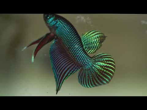 Wild betta smaragdina