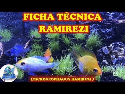 FICHA TÉCNICA CICLIDO RAMIREZI (MICROGEOPHAGUS RAMIREZI)