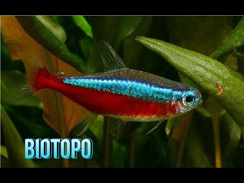 El acuario Perfecto para el Pez Cardenal (Paracheirodon axelrodi)