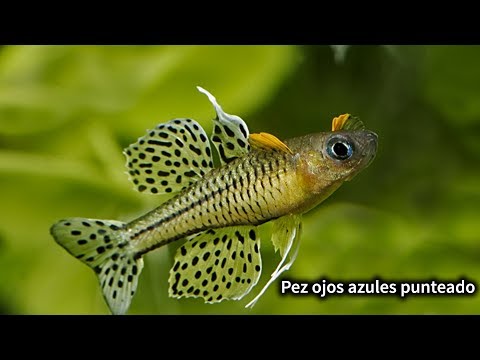 Pseudomugil gertrudae | CUIDADOS Y ALIMENTACIÓN DEL PEZ OJOS AZULES PUNTEADO | AcuariosLP