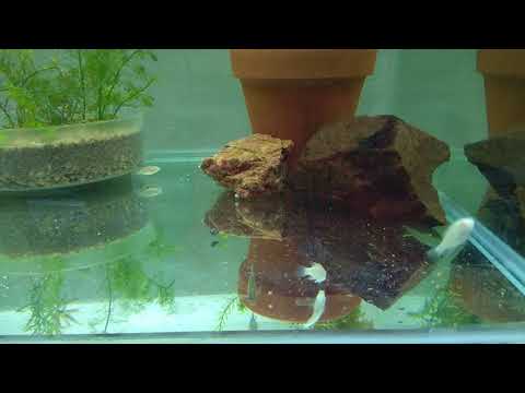 Ficha y cuidados basicos del Pelvicachromis pulcher, kribensis o cíclido púrpura
