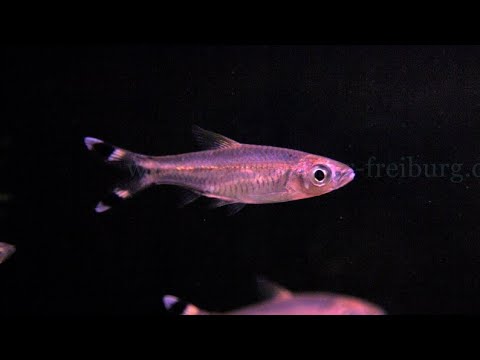 Rasbora trilineata - Dreistreifen-Bärbling