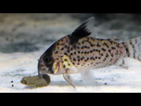 Corydoras leucomelas