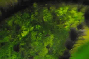 Algas de acuario de barba roja o negra