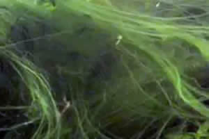 Algas verdes del acuario