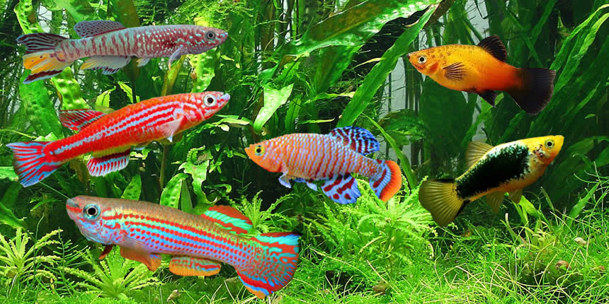 Los diferentes grupos de peces