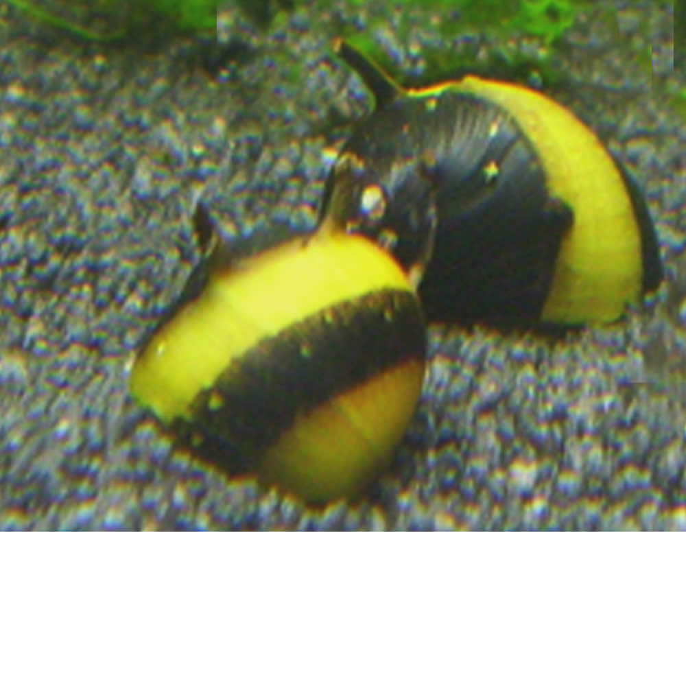 Caracol cornudo – negro y dorado – Clithon sp.
