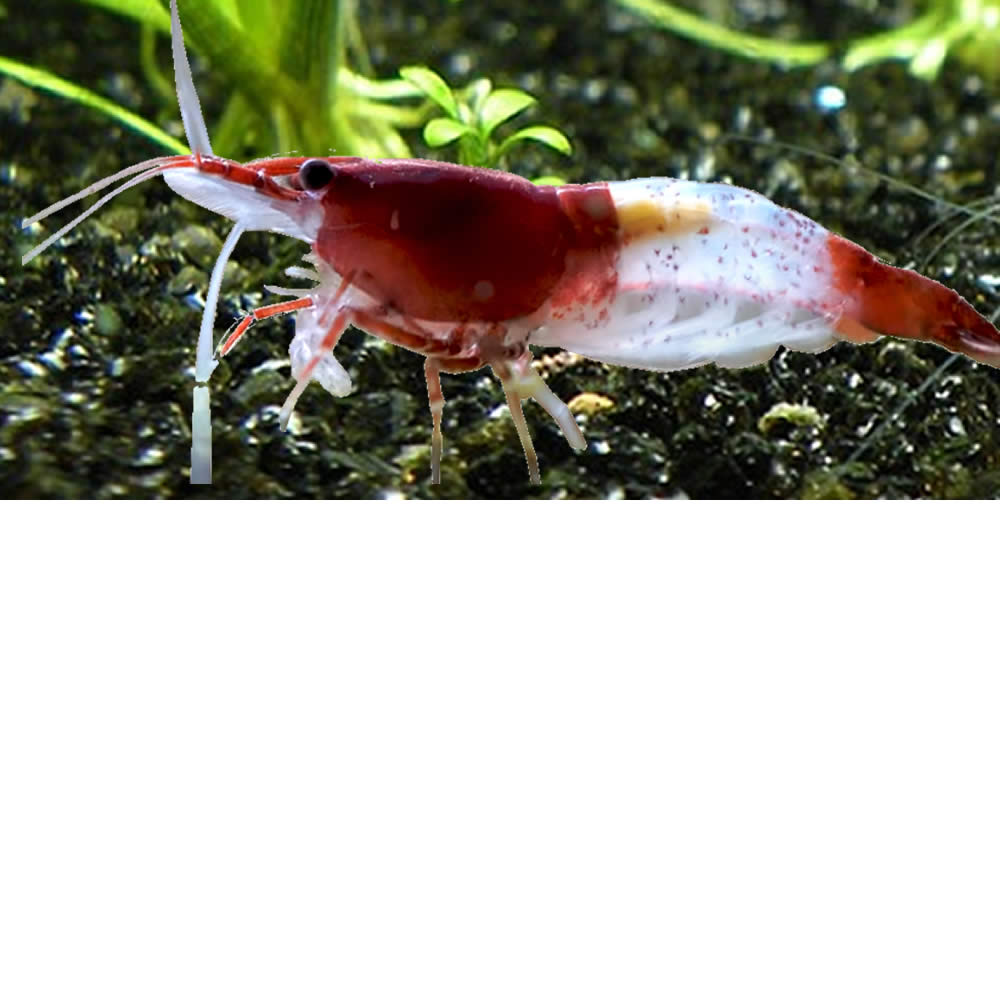 Gamba Red Rili – Kohaku Shrimp – Neocaridina davidi var. “Red Rili“