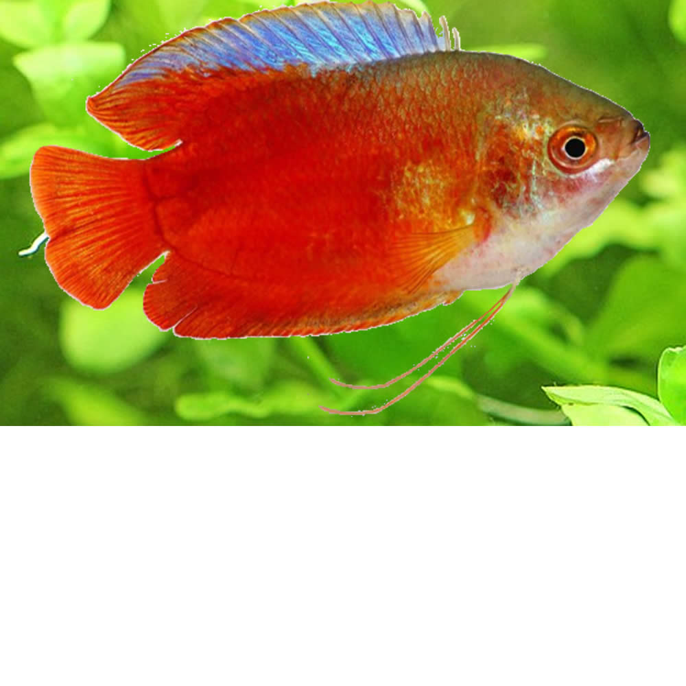 Gourami enano «Rojo» – Trichogaster lalius
