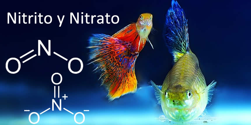 Nitrito y nitrato
