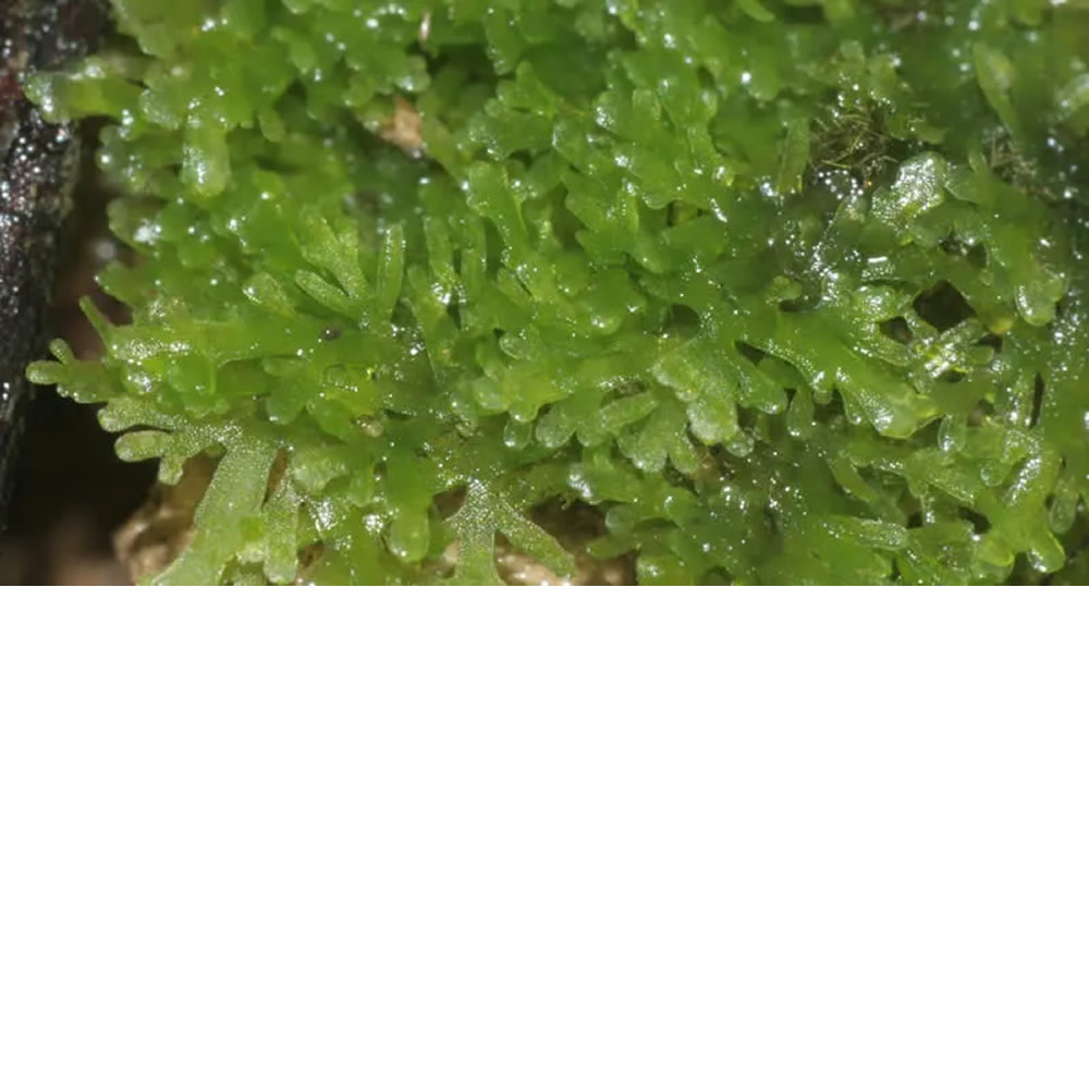 Riccardia sp. ‘chamedryfolia’ – Mini pellia – Coral moss