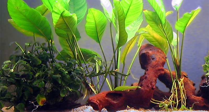 Anubias planta para la decoración