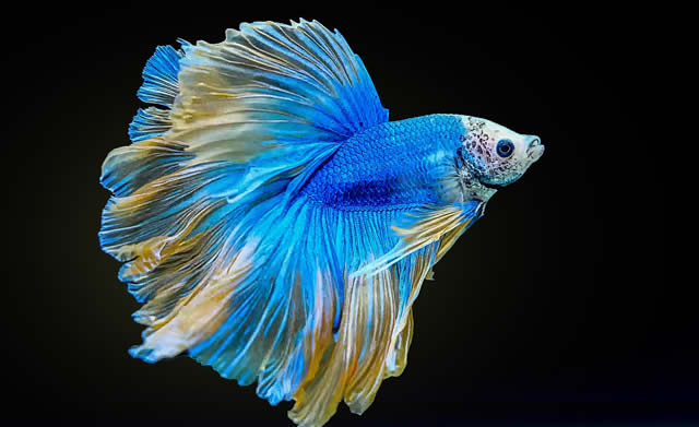 El pez luchador siamés, Betta splendens