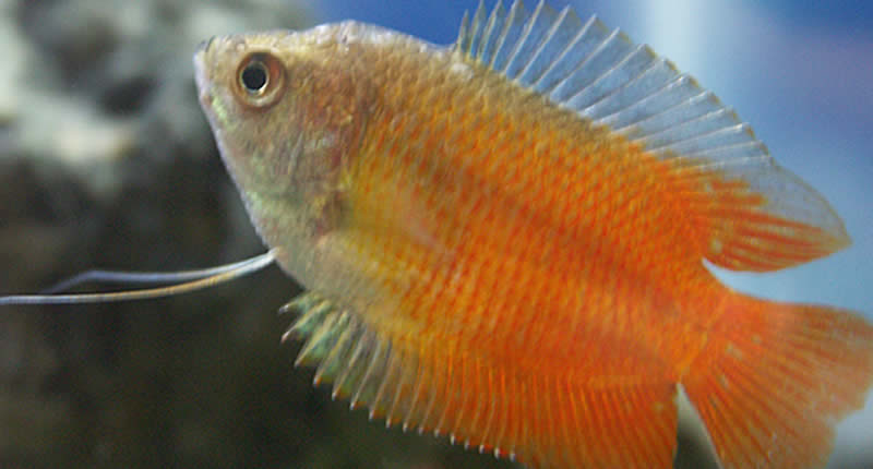 Gourami enano (Colisa lalia) Neon Red