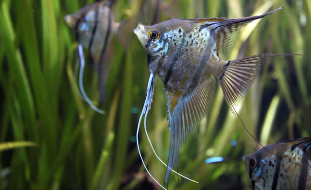 Pez ángel (Pterophyllum scalare)