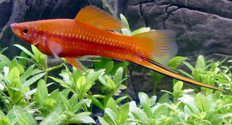 Cola de espada (Xiphophorus hellerii)