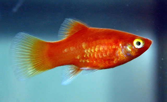 Platy Xiphophorus maculatus