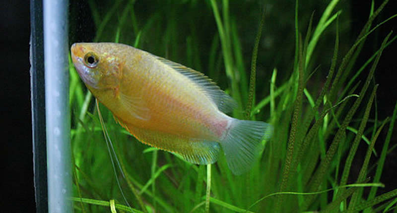 Trichogaster chuna (pez gurami miel): mantenimiento y cría