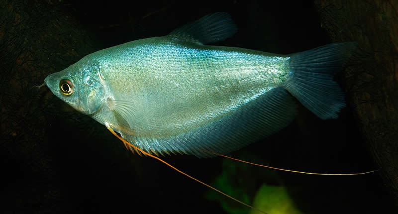 Trichogaster microlepis (pez gurami luz de luna): mantenimiento y cría