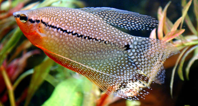 Trichopodus leerii (pez gurami perla): mantenimiento y cría