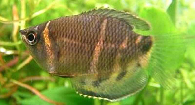 Sphaerichthys osphromenoides (pez gourami chocolate): mantenimiento y cría