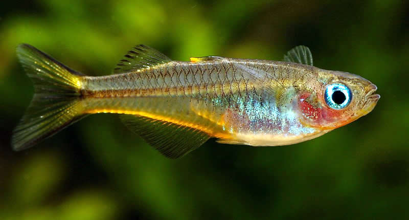 Pseudomugil furcatus (pez ojos azules de aleta ahorquillada)