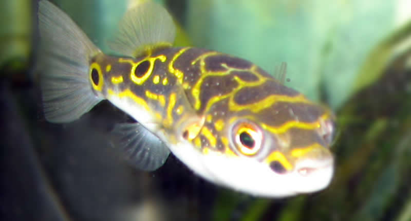 Tetraodon biocellatus (pez globo ocelado): mantenimiento y cría en acuarios