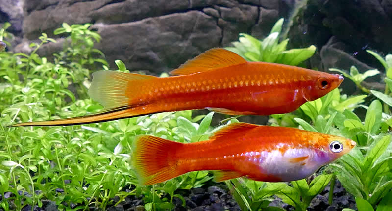 Xiphophorus helleri (pez cola de espada): mantenimiento y cría