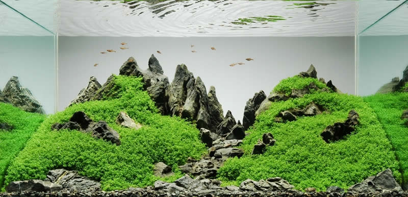 Acuario Iwagumi - Paisaje acuático de estilo japonés