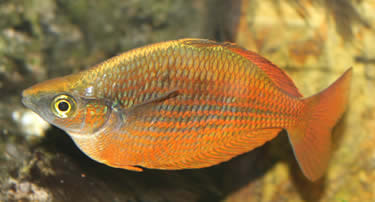 Glossolepis incisus, pez arcoiris 