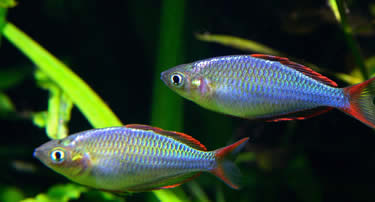 Melanotaenia praecox, pez arcoiris 
